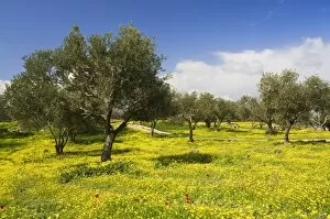 Wildflowers and trees, Umm Qais Roman City, Umm Qais, Jordan, Middle East