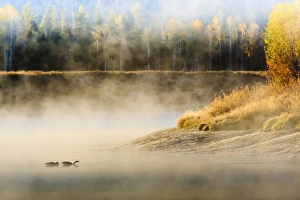 Snake River Prints: Wildfowl on Snake River surrounded by a cold dawn mist