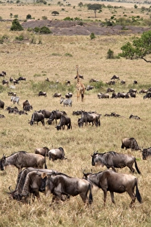 Images Dated 19th October 2007: Wildlife in abundance in the Masai Mara National Reserve, Kenya, East Africa, Africa