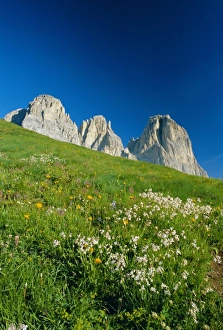 Langkofel Prints: Willd flowers and view to the Sasso Lungo (Langkofel)