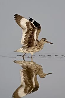 Willet (Tringa semipalmata) in breeding plumage stretching its wings, Antelope Island State Park