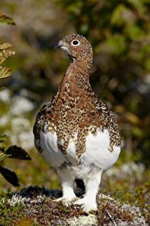 Images Dated 6th September 2009: Willow Ptarmigan (Lagopus lagopus), Katmai National Park and Preserve, Alaska
