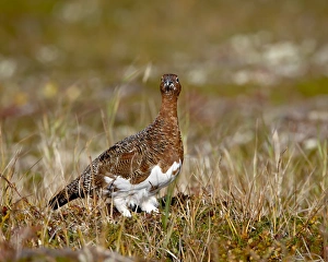 Images Dated 6th September 2009: Willow Ptarmigan (Lagopus lagopus), Katmai National Park and Preserve, Alaska