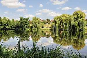 Summertime Prints: Willow trees on the Creuse river bank