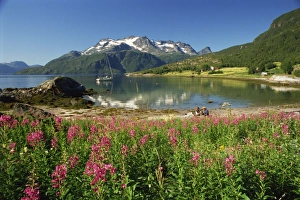Willowherb beside lake and boat at anchor