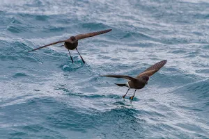 Antarctic Prints: Wilsons storm petrels feed on the surface of the water near Elephant Island in Antarctica during their natural feeding