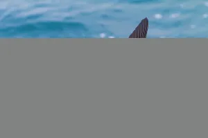Small Prints: Wilsons storm petrels gather food at the ocean surface in Antarctica near Elephant Island