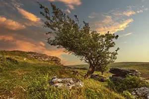 Boulders Prints: Wind-blown hawthorn tree stands on Bench Tor during sunset near Holne in Dartmoor National Park
