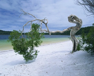 Fraser Island Prints: Wind blown tree on beach of Lake Birrabee, Fraser Island, UNESCO World Heritage Site