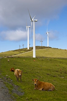 Electricity Prints: Wind farm and cows, Ortiguera area, A Coruna, Galicia, Spain, Europe