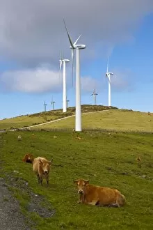 Wind farm and cows, Ortiguera area, A Coruna, Galicia, Spain, Europe