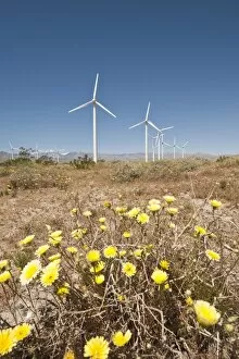 Images Dated 28th March 2010: Wind farm and desert marigold (Baileya multiradiata), outside Palm Springs