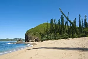 Wind shaped pine trees in the bay des Tortues on the West coast of Grand Terre, New Caledonia, Melanesia, South Pacific