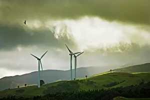 Wind turbines and soaring bird of prey