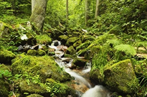 Fern Prints: Windberg waterfall, near St. Blasien, Black Forest, Baden-Wurttemberg, Germany, Europe