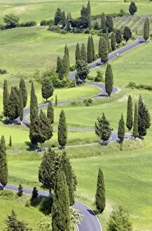 Winding country road flanked by cypress trees, near the town of Montechiello