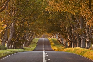 The Way Forward Prints: The winding road through the beech avenue at Kingston Lacy