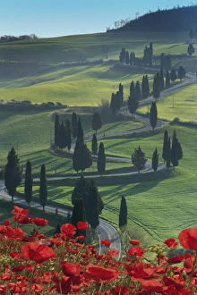 Cypress Tree Prints: Winding road and poppies, Montichiello, Tuscany, Italy, Europe