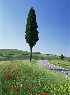 Cypress Prints: Winding road through typical landscape and a single