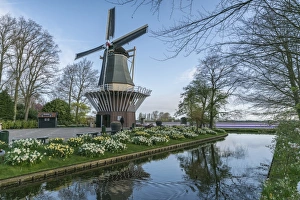 Traditionally Dutch Prints: Windmill, daffodils and water canal at Keukenhof Gardens, Lisse, South Holland province