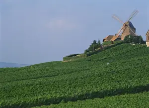 Marne Prints: A windmill above a slope of Champagne vineyards at Versenay in Champagne-Ardennes