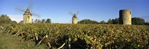 Viniculture Prints: Windmills of Calon set in autumnal vineyard below a blue sky, Montagne