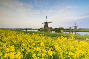 The Netherlands Prints: Windmills framed by yellow flowers and typical canal at dawn, Kinderdijk, UNESCO