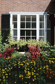 Boston Prints: Window and small garden