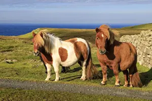 Meadow Prints: Windswept Shetland Ponies, a world famous unique and hardy breed, cliff tops of
