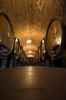 Wine casks in the wine cellars of the Villa Vignamaggio