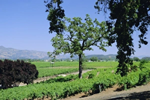 Wine country in the Napa Valley