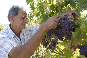 60 65 Years Prints: Wine maker cutting grapes