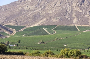 Foothills Prints: Wine production in the footills of the Andes, Valparaiso region, Chile, South America
