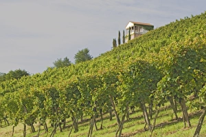 Luxembourg Prints: Wine tasting pavilion and vineyard