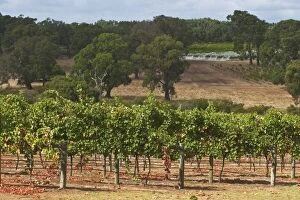 Winery vineyard in the famous wine growing region of Margaret River, Augusta-Margaret Shire