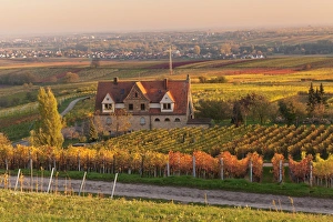 Pfalz Prints: Winery in the vineyards in autumn at sunset
