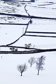 Burnsall Prints: Winter fields near Burnsall, Yorkshire, England, United Kingdom, Europe