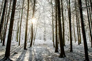 Transylvania Prints: Winter forest in Chinteni, Transylvania, Romania, Europe