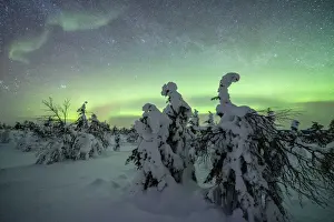 Finland Prints: Winter forest covered with snow under the green Northern Lights (Aurora Borealis)