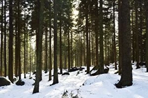 Images Dated 28th December 2011: Winter landscape, Brend, Furtwangen, Black Forest, Baden-Wurttemberg, Germany, Europe