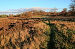 Digital Prints: Winter landscape of deciduous trees and heather plants on heathland
