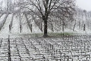 Monochrome Prints: Winter Landscape in Franciacorta Country area, Brescia province, Lombardy, Italy, Europe
