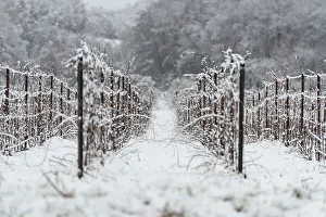 Isolated Prints: Winter Landscape in Franciacorta Country area, Brescia province, Lombardy, Italy, Europe