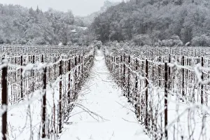 Grapevines Prints: Winter Landscape in Franciacorta Country area, Brescia province, Lombardy, Italy, Europe