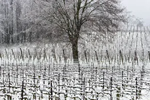 Pure Prints: Winter Landscape in Franciacorta Country area, Brescia province, Lombardy, Italy, Europe