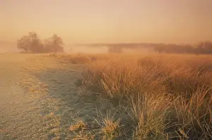 Richmond Prints: Winter landscape looking towards Pen Ponds at sunrise in Richmond Park