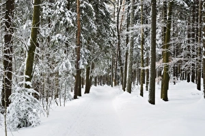 Black Forest Prints: Winter landscape, near Koenigsfeld, Black Forest, Baden-Wutttemberg, Germany, Europe