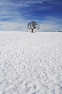 Winter Time Prints: Winter landscape, near Villingen-Schwenningen