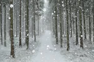 Images Dated 30th December 2011: Winter landscape, near Villingen-Schwenningen, Black Forest, Baden-Wurttemberg