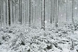 Images Dated 30th December 2011: Winter landscape, near Villingen-Schwenningen, Black Forest, Baden-Wurttemberg